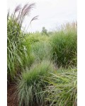 Просо прутовидне Прейрі Скай (блакитний злак)|Panicum virgatum Prairie Sky|Просо прутовидное Прейри Скай (голубой злак)